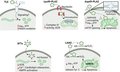 An Emergent Role for Mitochondrial Bioenergetics in the Action of Snake Venom Toxins on Cancer Cells